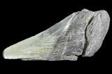 Partial Fossil Megalodon Tooth #89480-1